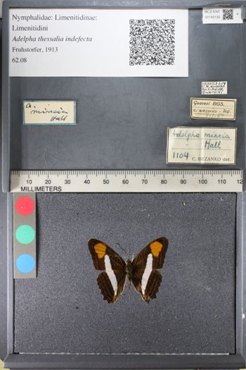Media type: image;   Entomology 145132